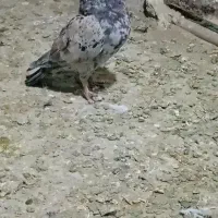 سبز پلاکی دو خط هفترنگ نر کله سینه زرد|پرنده|مشهد, شهرک صنعتی توس|دیوار