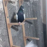 دو رنگ سیاه ماده