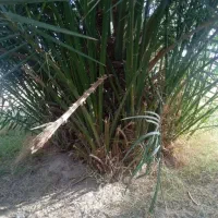 پاجوش خرما مضافتی ضمانتی