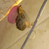 بلدرچین|حیوانات مزرعه|صابری, |دیوار