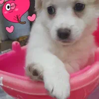 واگذاری توله اشپیتز|سگ|یزد, |دیوار