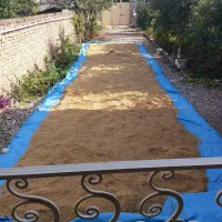 شالی طارم هاشمی درجه یک