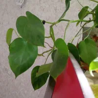 گل برگ انجیری فقط ۵۰|گل و گیاه طبیعی|فولادشهر, C3|دیوار