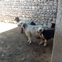 میش و بره داشتی