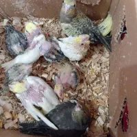 فروش جوجه عروس هلندی|پرنده|کرمان, |دیوار