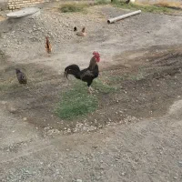 خروس سالم و سرحال