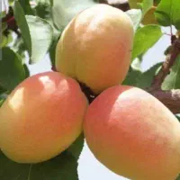 نهالستان یاس نسترن نهال با کیفیت با قیمت اقتصادی