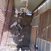 کفتر|پرنده|اردکان, |دیوار