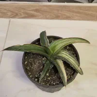 گیاهان آپارتمانی و کلکسیونی|گل و گیاه طبیعی|مشکیندشت, |دیوار