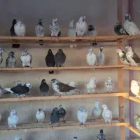 کبوتر فوق پرشی ساعت سنگین