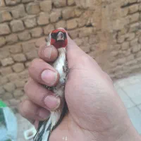 سهره نر|پرنده|قم, علی آباد سعدگان|دیوار