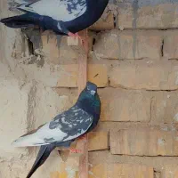 کفتر بهبهانی هوایی