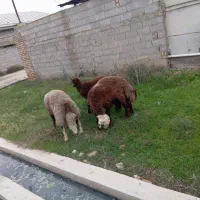 دوعددتوقلی|حیوانات مزرعه|سیمین شهر, |دیوار