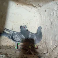 نروماده سبز المانی