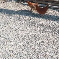 مرغ محلی و بوقلمون