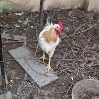 فروش خروس بزرگ و سر حال