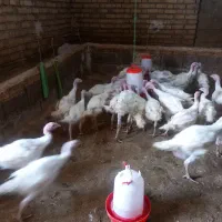 جوجه بوقلمون بیوتی۶آمریکایی اصل
