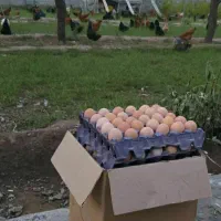 تخم مرغ نطفه دار|حیوانات مزرعه|اردبیل, |دیوار