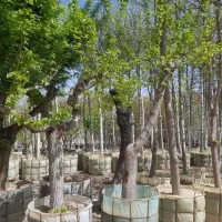 گرفتن پایان کار شهرداری|خدمات باغبانی و درختکاری|تهران, آهنگ|دیوار