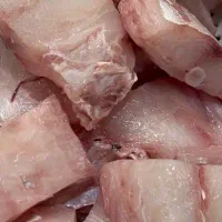 ماهی جنوب صید روز