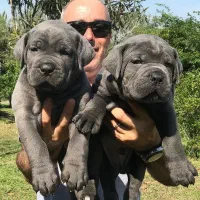 نژاد زیبای دوبرمن توله کنکورسو و گریت دین