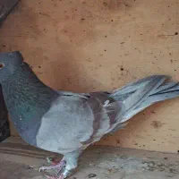 تعدادی کبوتر|پرنده|وحیدیه, |دیوار