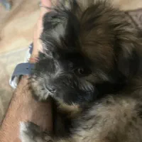 فروش فوری سگ|سگ|مشهد, الهیه|دیوار