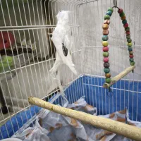 عروس هلندی سخنگو البینو|پرنده|شاهینشهر, فردوسی|دیوار