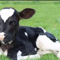 گوشت گوساله تمام پروار