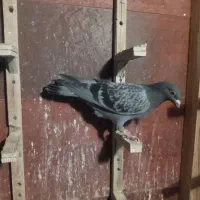 ماده زرد کرمونی و جوجه و سار