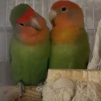 طوطی برزیلی فول رام|پرنده|بابلسر, |دیوار