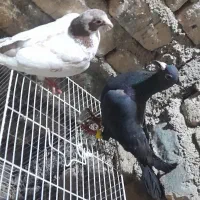 دوتا پرشی مفت