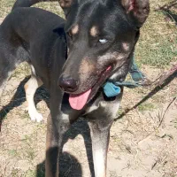 سگ نگهبان ژرمن اصیل با شناسنامه و کارت واکسن