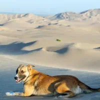 سگ پاکوتا پیدا کردم