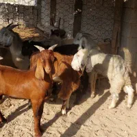 کهری نره|حیوانات مزرعه|بوشهر, |دیوار