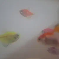 پنج تا ماهی تترا و دوتا گلدفیش