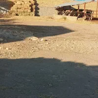 فروش یک واحد گاوداری|فروش دفتر صنعتی، کشاورزی، تجاری|دشتابی, |دیوار