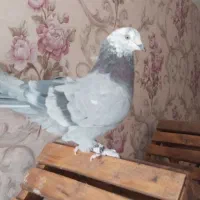 کبوتر پر (۵عدد)|پرنده|شهرکرد, |دیوار