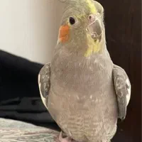 عروس هلندی گمشده