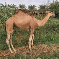 شتر و گاو
