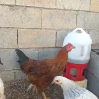 خروس محلی جوجه خروس