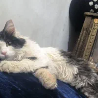 گربه تاکسیدو