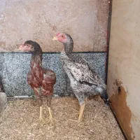 جوجه مرغ و خروس لاری اوشامو|حیوانات مزرعه|کرج, شهرک بهارستان|دیوار