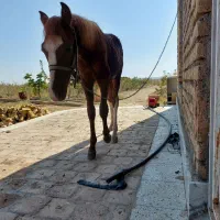 کره نریون|اسب و تجهیزات اسبسواری|تربتحیدریه, مظفریه|دیوار