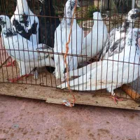 کبوترخوشگل پرشی نر وماده بالغ سالم سرحال|پرنده|صومعه‌سرا, |دیوار