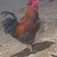 مرغ و خروس بومی