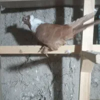 ککیلی ساری نشان مایا