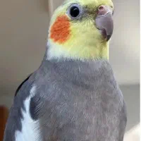 عروس هلندی|پرنده|رباط‌کریم, نصیرشهر|دیوار