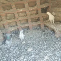 کبوتر|پرنده|هلیلان, |دیوار