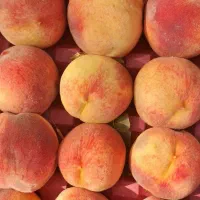 یک سبد نارنگی|خدمات حمل و نقل|انار, |دیوار